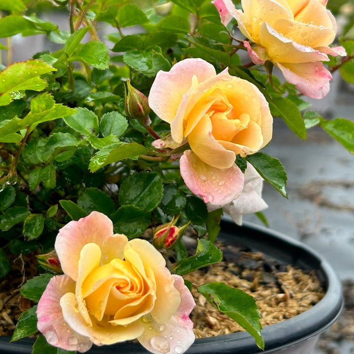 Popcorn Drift Rose with yellow flowers fading to creamy white