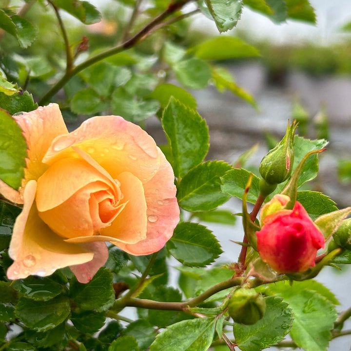 Popcorn Drift Rose with yellow flowers fading to creamy white