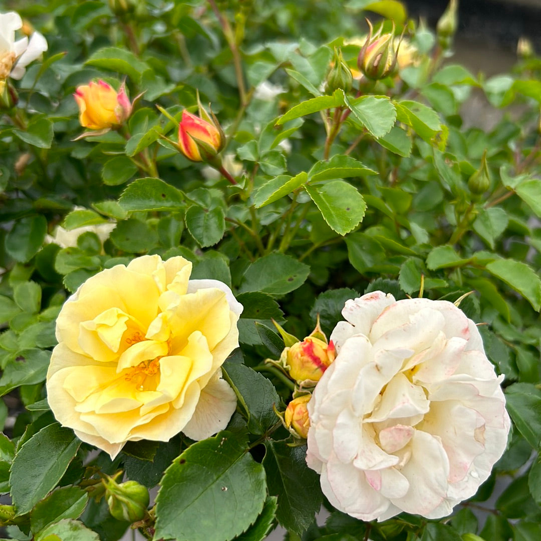 Popcorn Drift Rose with yellow flowers fading to creamy white