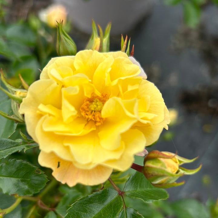 Popcorn Drift Rose with yellow flowers fading to creamy white