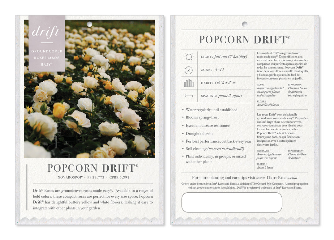 Popcorn Drift Rose with yellow flowers fading to creamy white