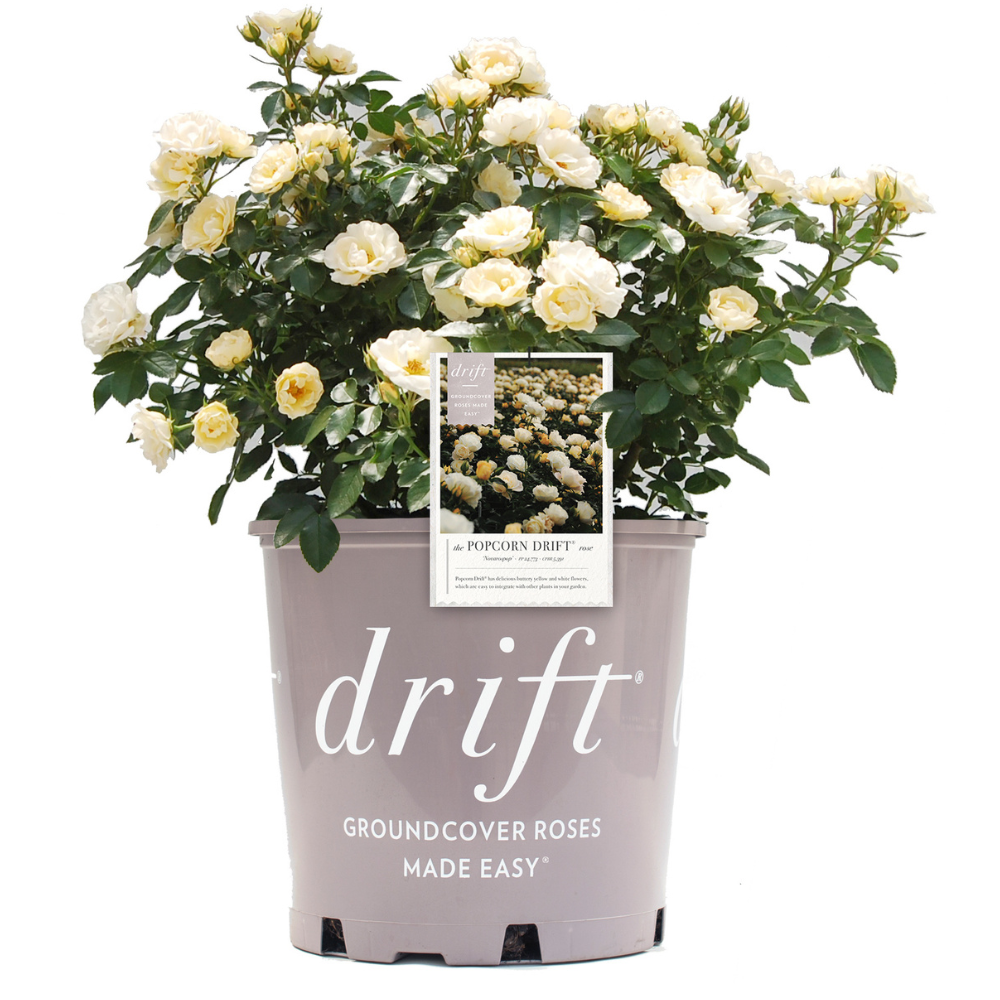 Popcorn Drift Rose with yellow flowers fading to creamy white