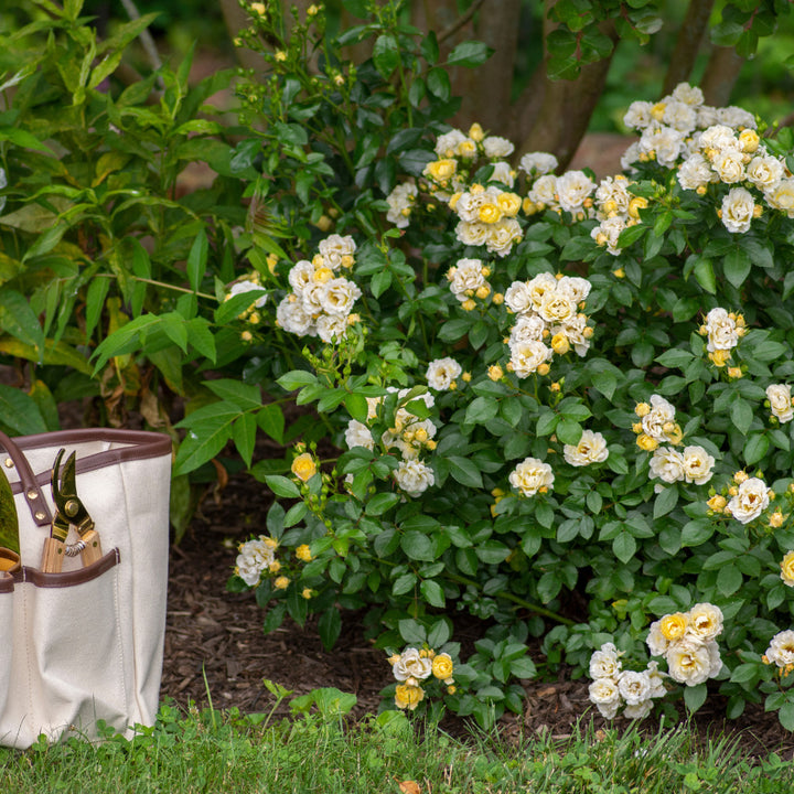Popcorn Drift Rose with yellow flowers fading to creamy white