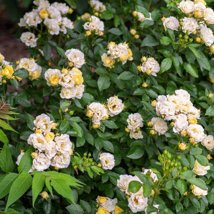 Popcorn Drift Rose with yellow flowers fading to creamy white