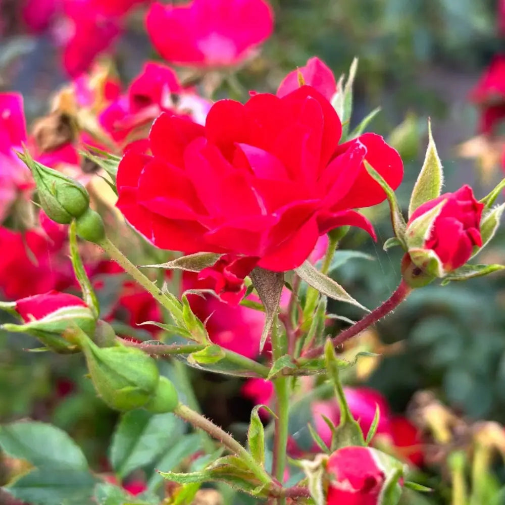 Red Drift Rose with small double deep red flowers