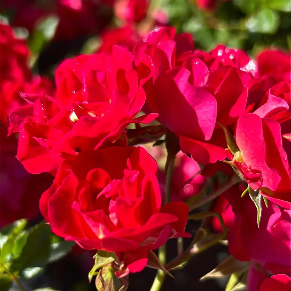 Red Drift Rose with small double deep red flowers