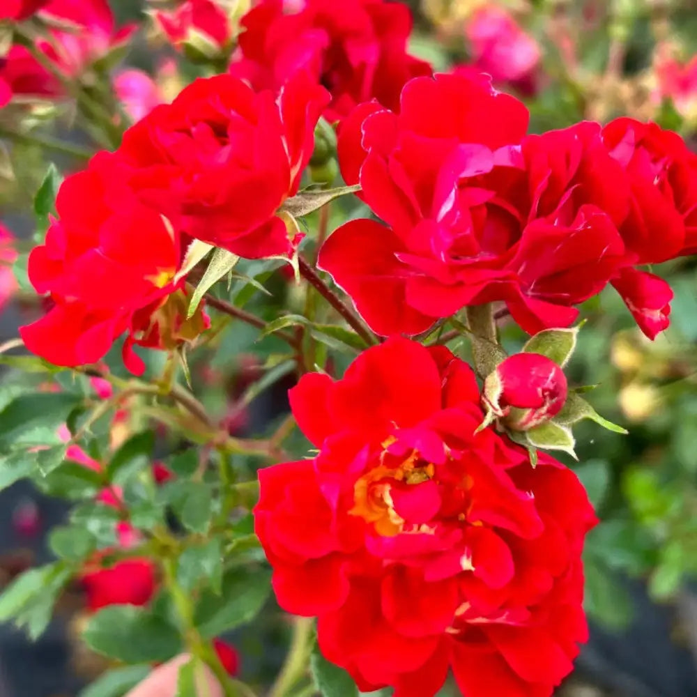 Red Drift Rose with small double deep red flowers