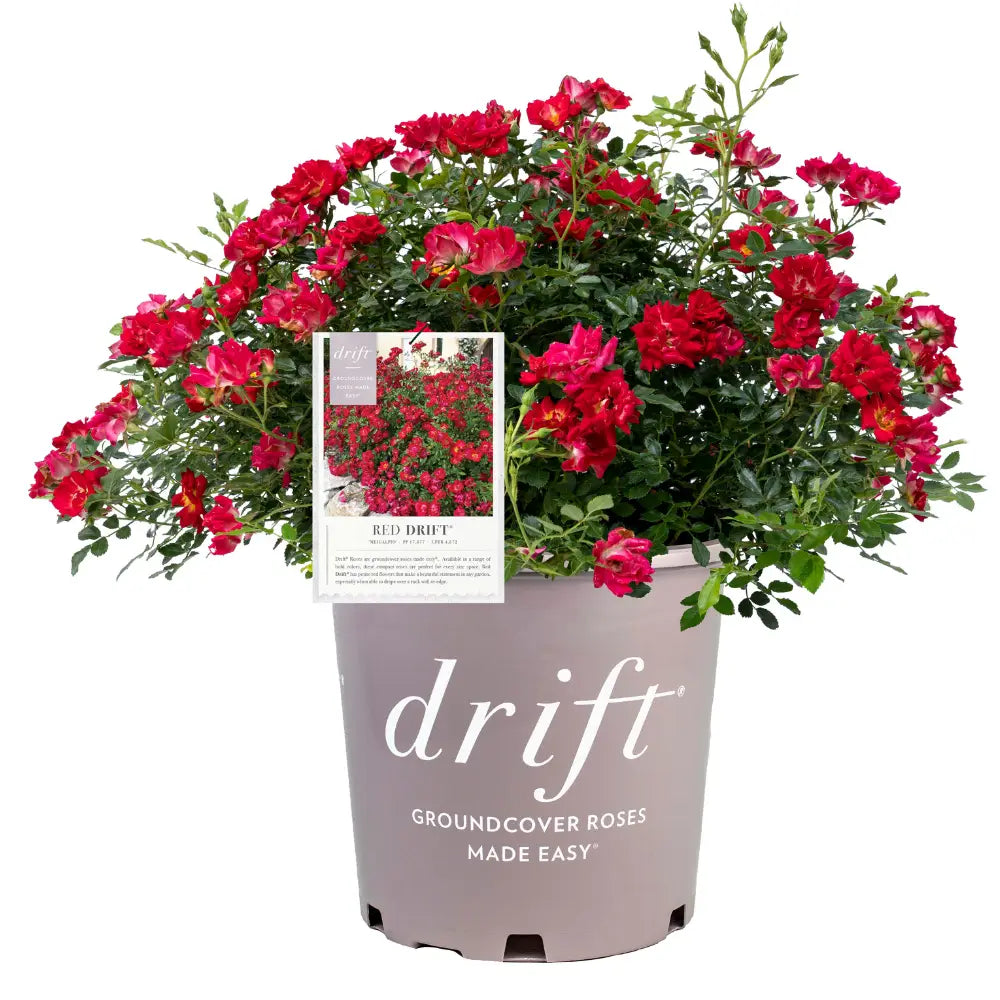 Red Drift Rose with small double deep red flowers