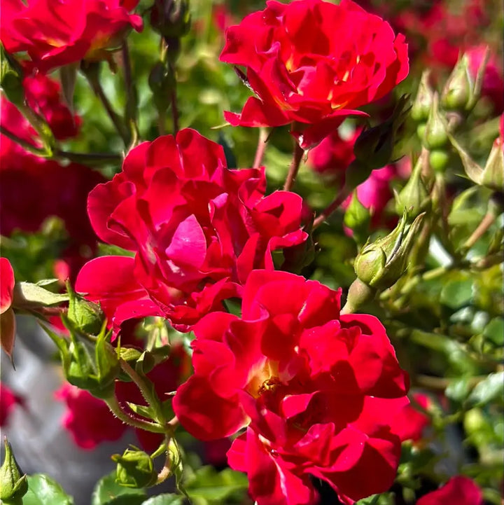 Red Drift Rose with small double deep red flowers