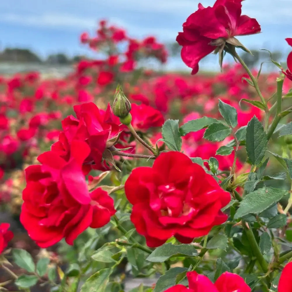 Red Drift Rose with small double deep red flowers