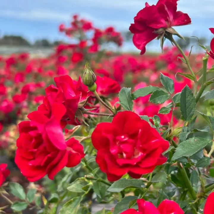 Red Drift Rose with small double deep red flowers