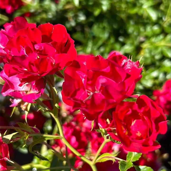 Red Drift Rose with small double deep red flowers