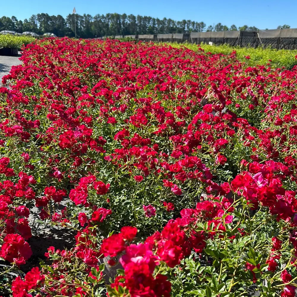 Red Drift Rose with small double deep red flowers