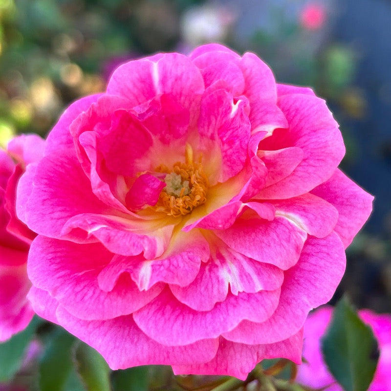 Sweet Drift Rose with dense pastel pink double flowers