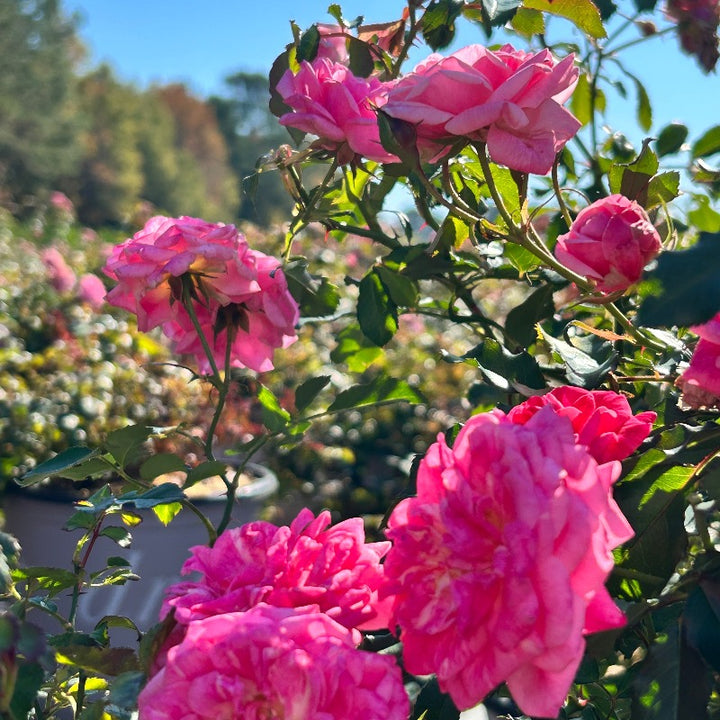 Sweet Drift Rose with dense pastel pink double flowers