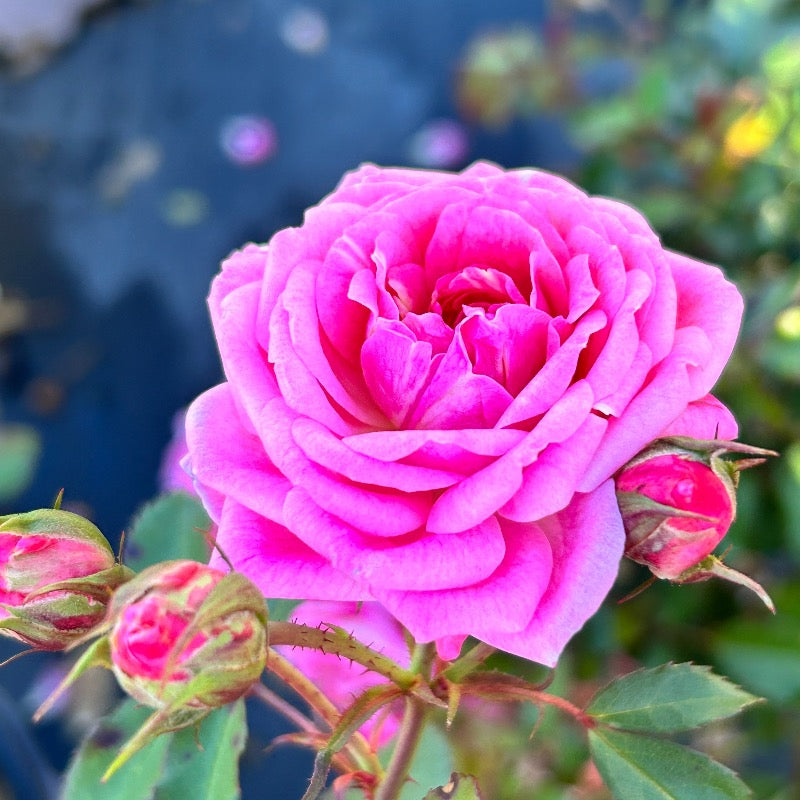Sweet Drift Rose with dense pastel pink double flowers
