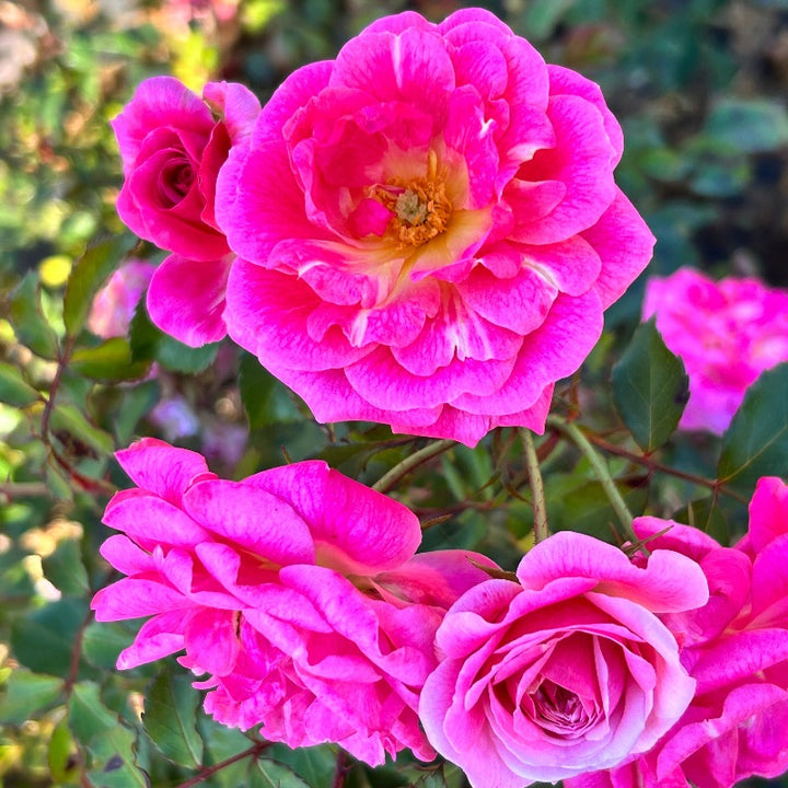 Sweet Drift Rose with dense pastel pink double flowers