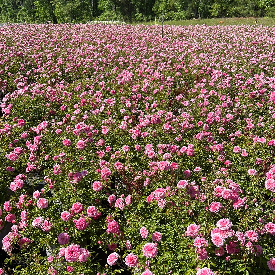 Sweet Drift Rose with dense pastel pink double flowers