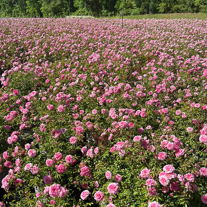 Sweet Drift Rose with dense pastel pink double flowers
