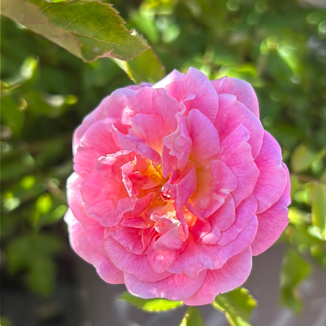 Sweet Drift Rose with dense pastel pink double flowers
