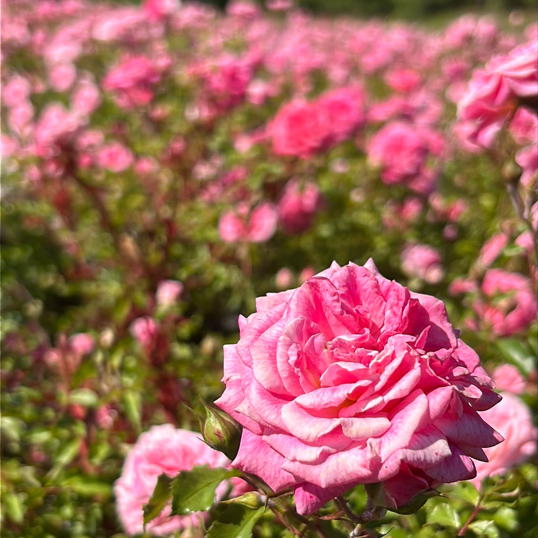 Sweet Drift Rose with dense pastel pink double flowers