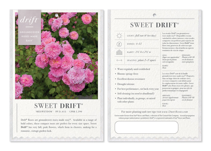 Sweet Drift Rose with dense pastel pink double flowers