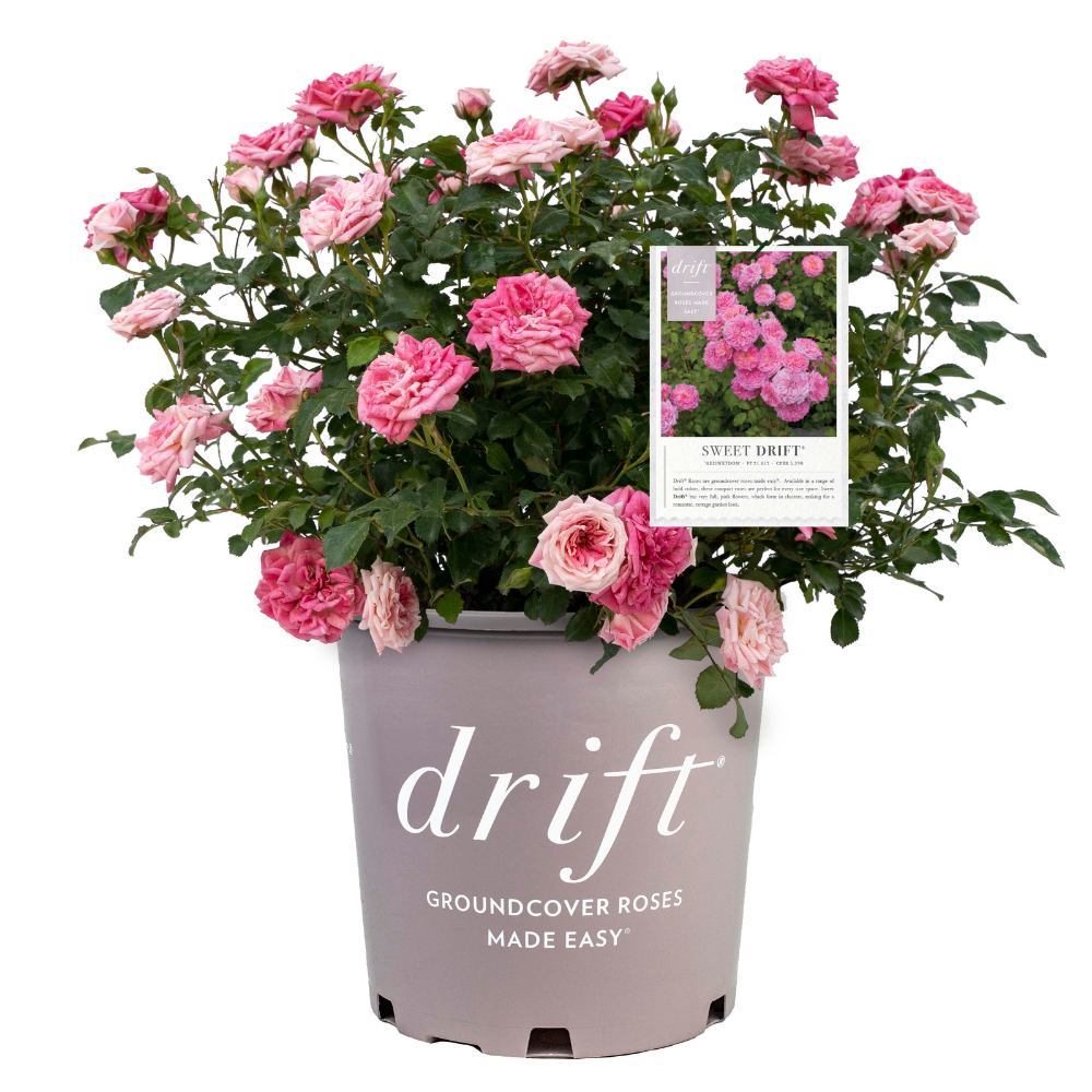 Sweet Drift Rose with dense pastel pink double flowers