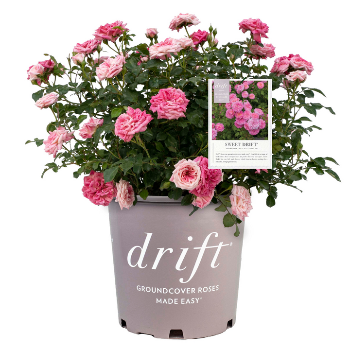 Sweet Drift Rose with dense pastel pink double flowers