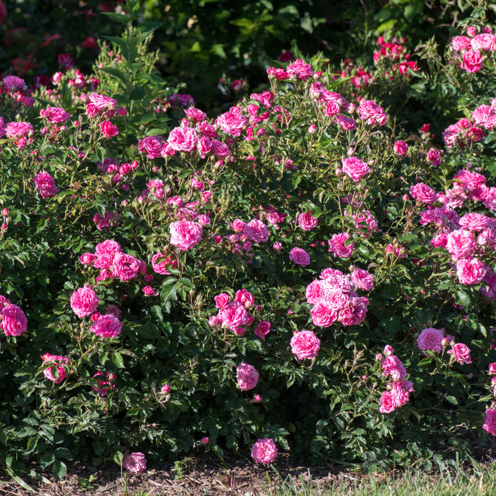 Sweet Drift Rose with dense pastel pink double flowers