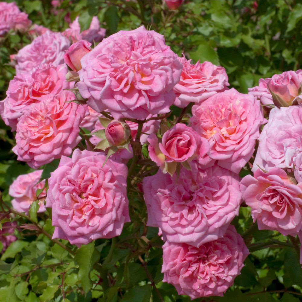 Sweet Drift Rose with dense pastel pink double flowers