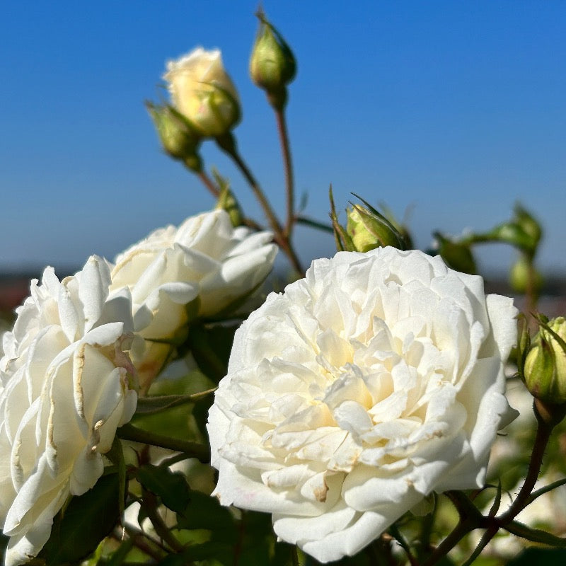 White Drift Rose with pure white double flowers
