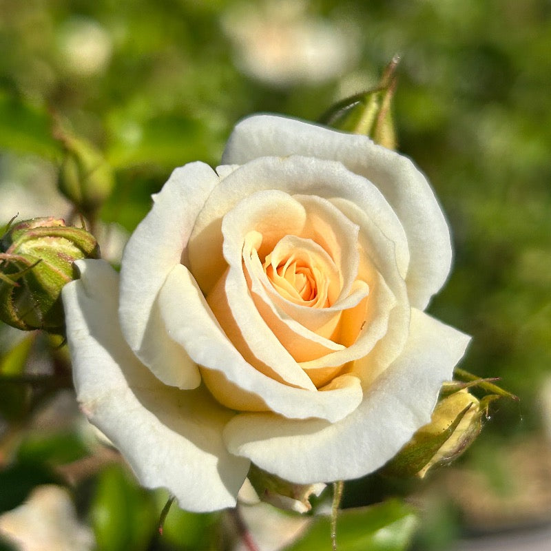 White Drift Rose with pure white double flowers
