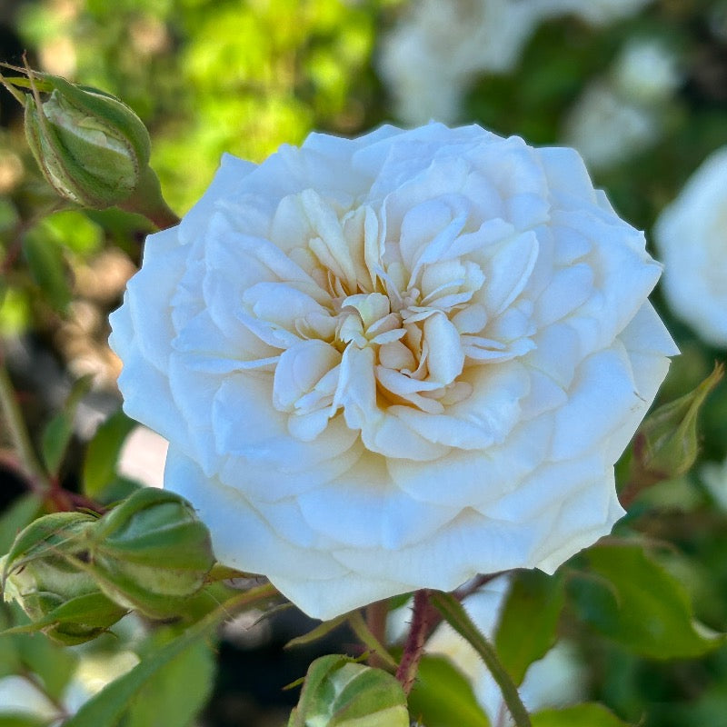 White Drift Rose with pure white double flowers