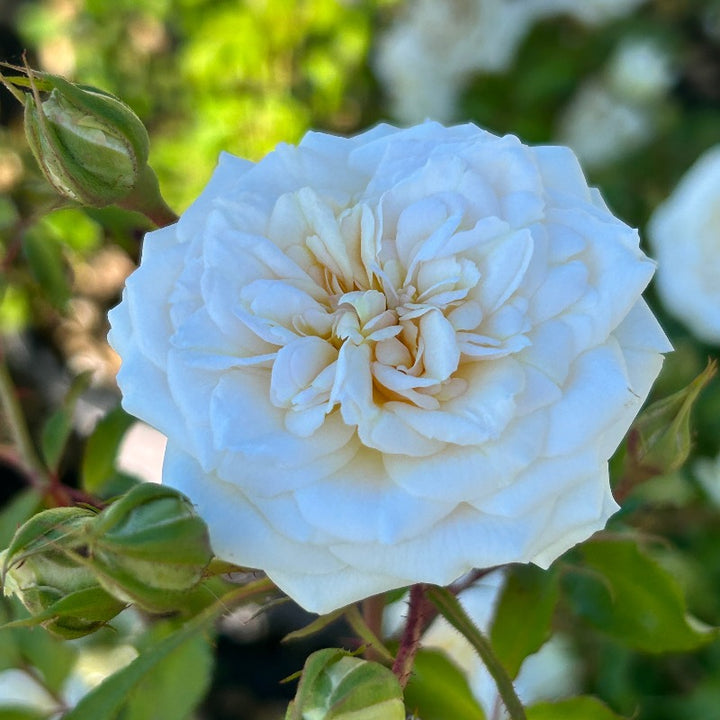 White Drift Rose with pure white double flowers
