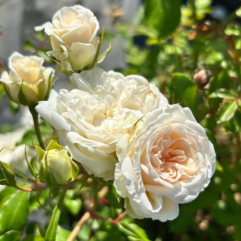 White Drift Rose with pure white double flowers