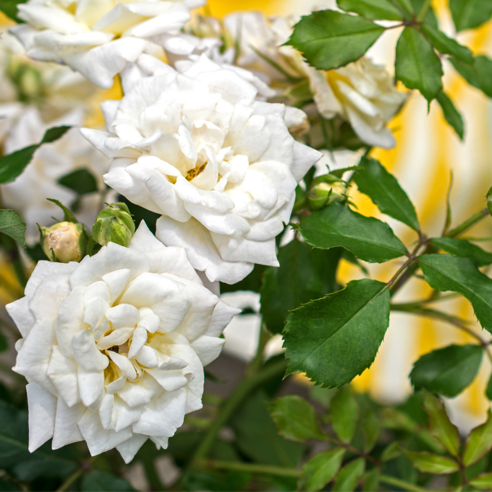 White Drift Rose with pure white double flowers