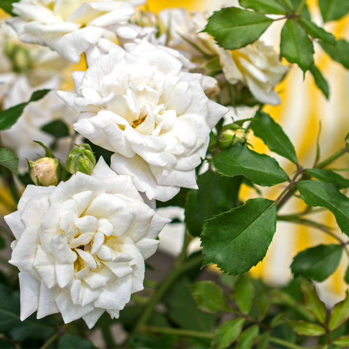 White Drift Rose with pure white double flowers