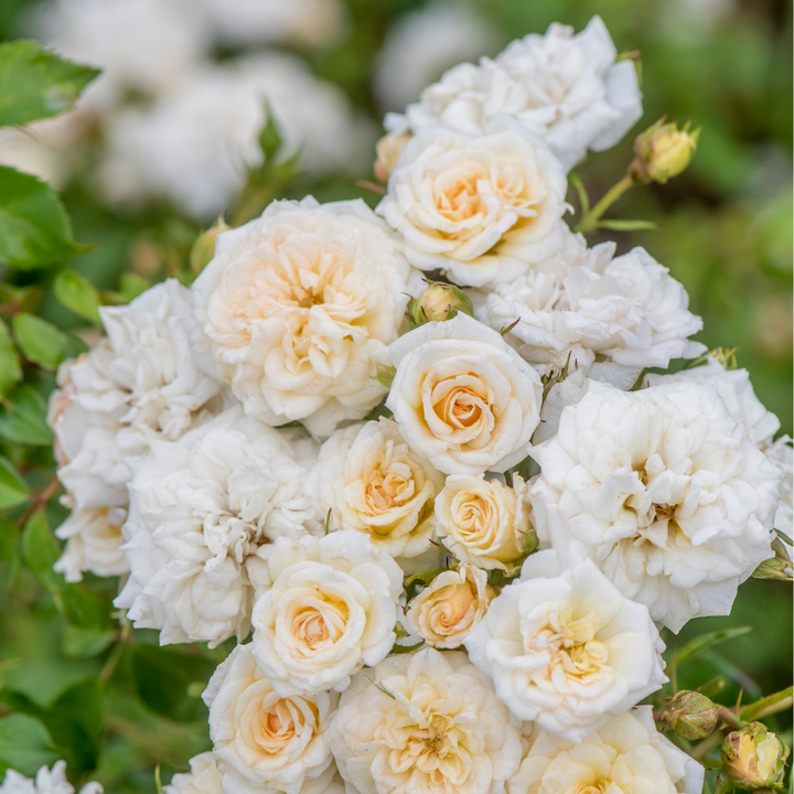 White Drift Rose with pure white double flowers