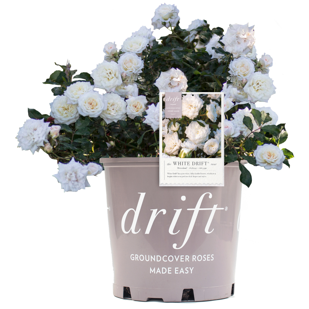 White Drift Rose with pure white double flowers