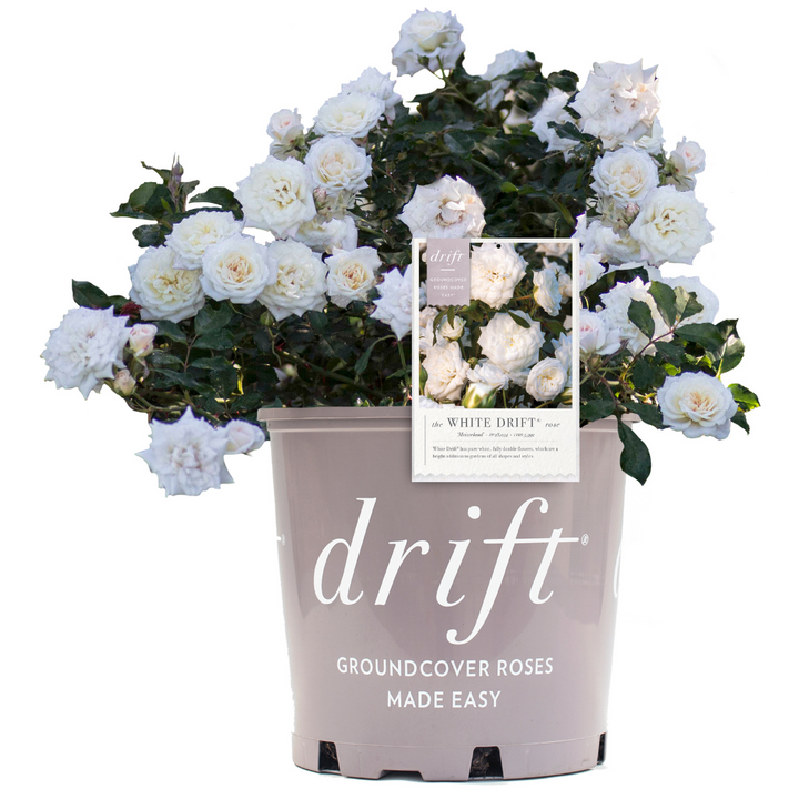 White Drift Rose with pure white double flowers