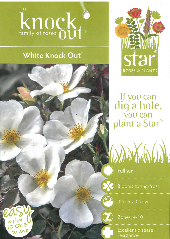 White Knock Out Rose with pure white flowers and dark green foliage