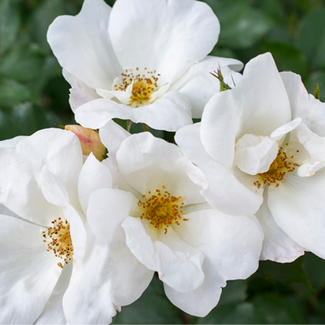 White Knock Out Rose with pure white flowers and dark green foliage