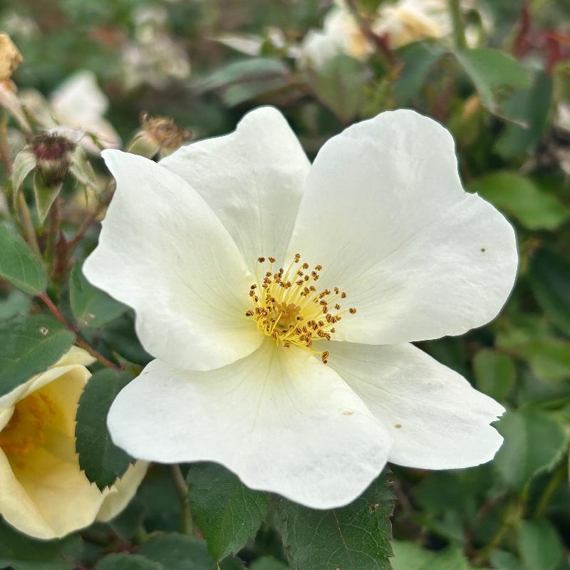 White Knock Out Rose with pure white flowers and dark green foliage