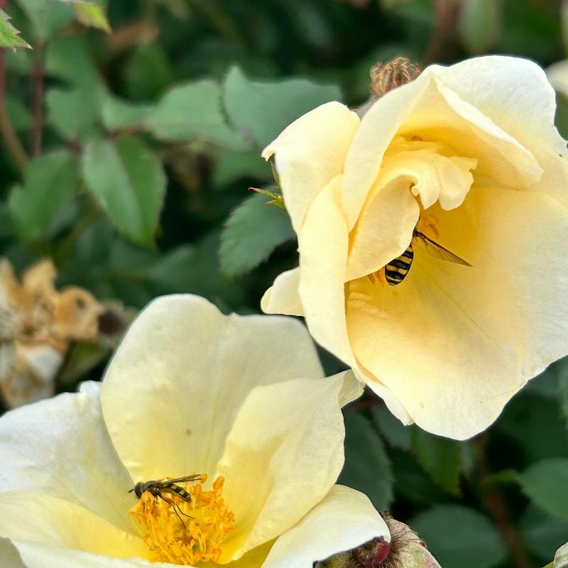 White Knock Out Rose with pure white flowers and dark green foliage