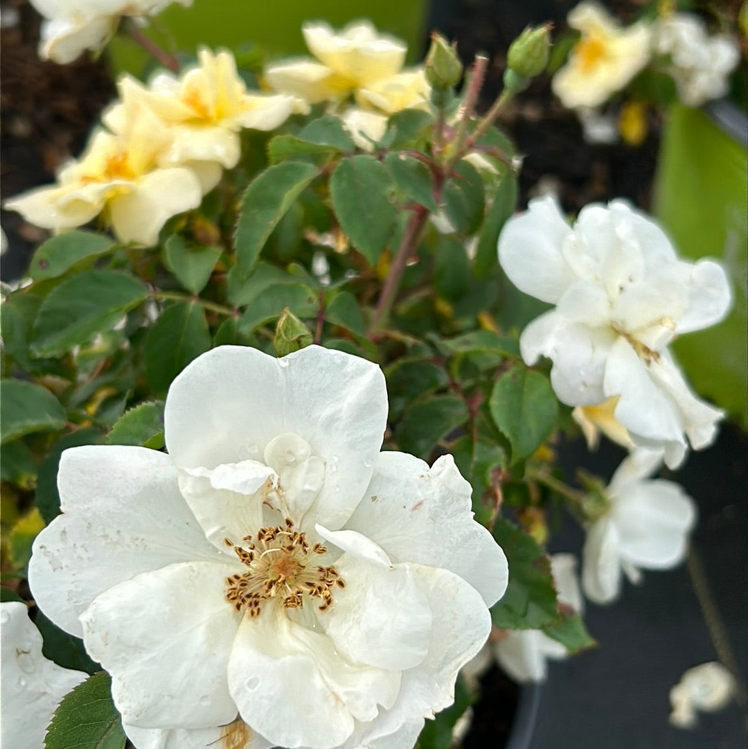 White Knock Out Rose with pure white flowers and dark green foliage
