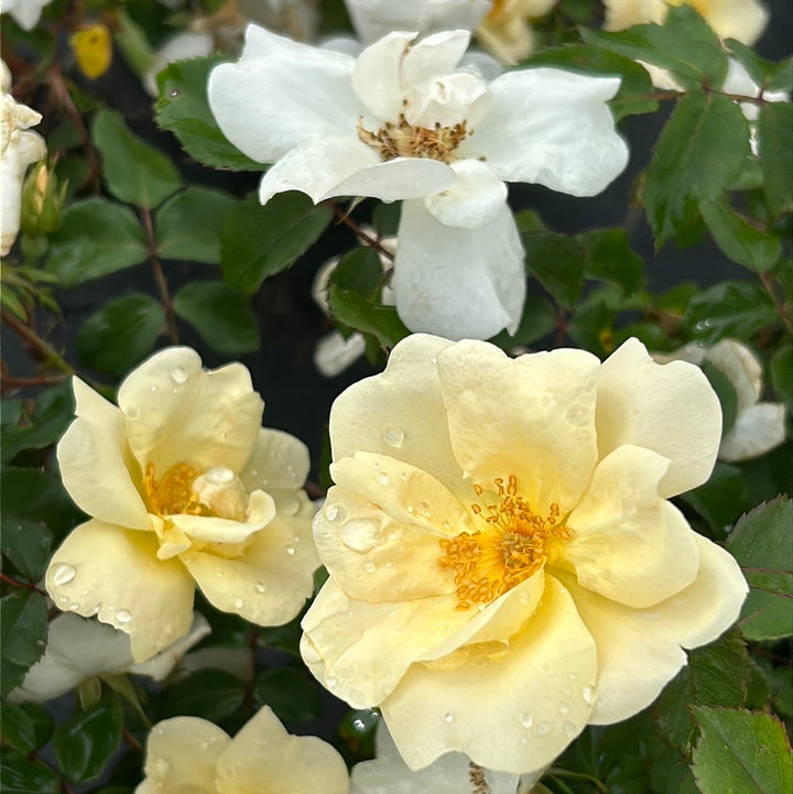 White Knock Out Rose with pure white flowers and dark green foliage