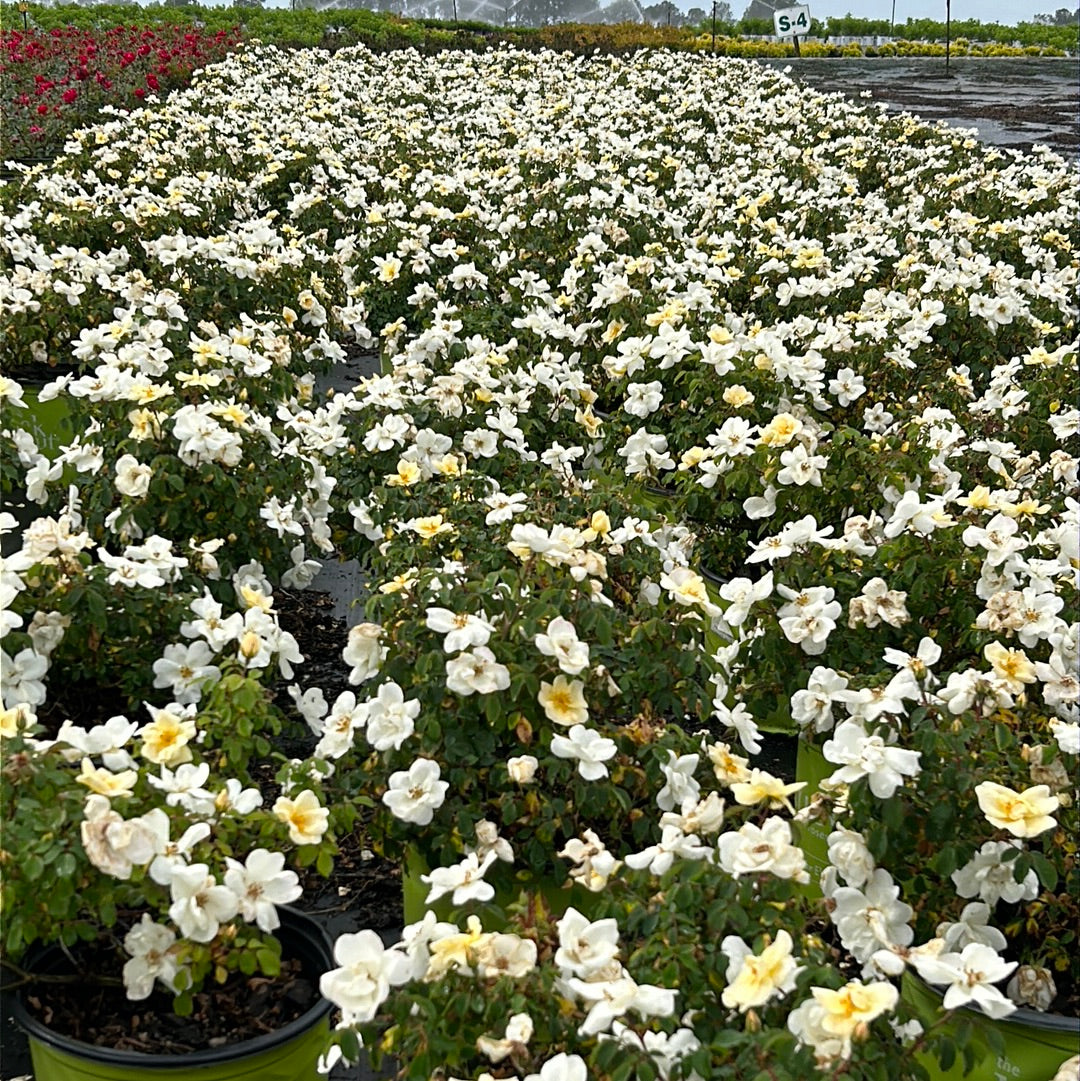 White Knock Out Rose with pure white flowers and dark green foliage