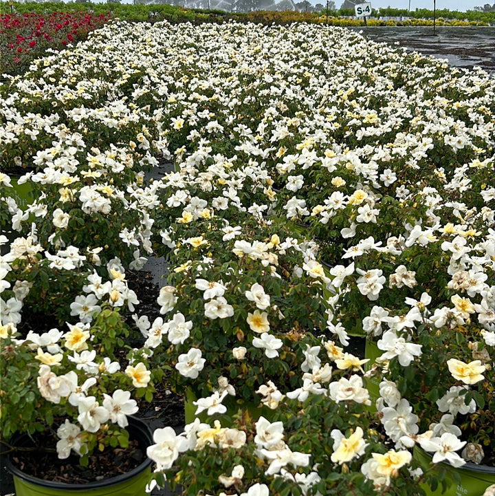White Knock Out Rose with pure white flowers and dark green foliage