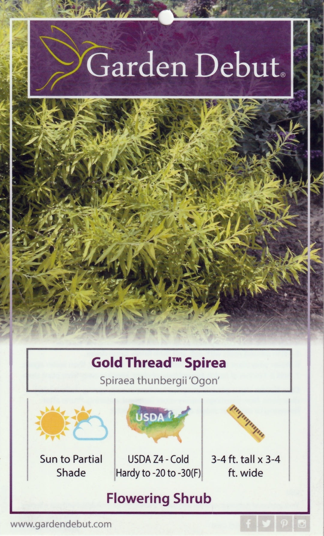Gold Thread Spirea with fine golden foliage and white flowers