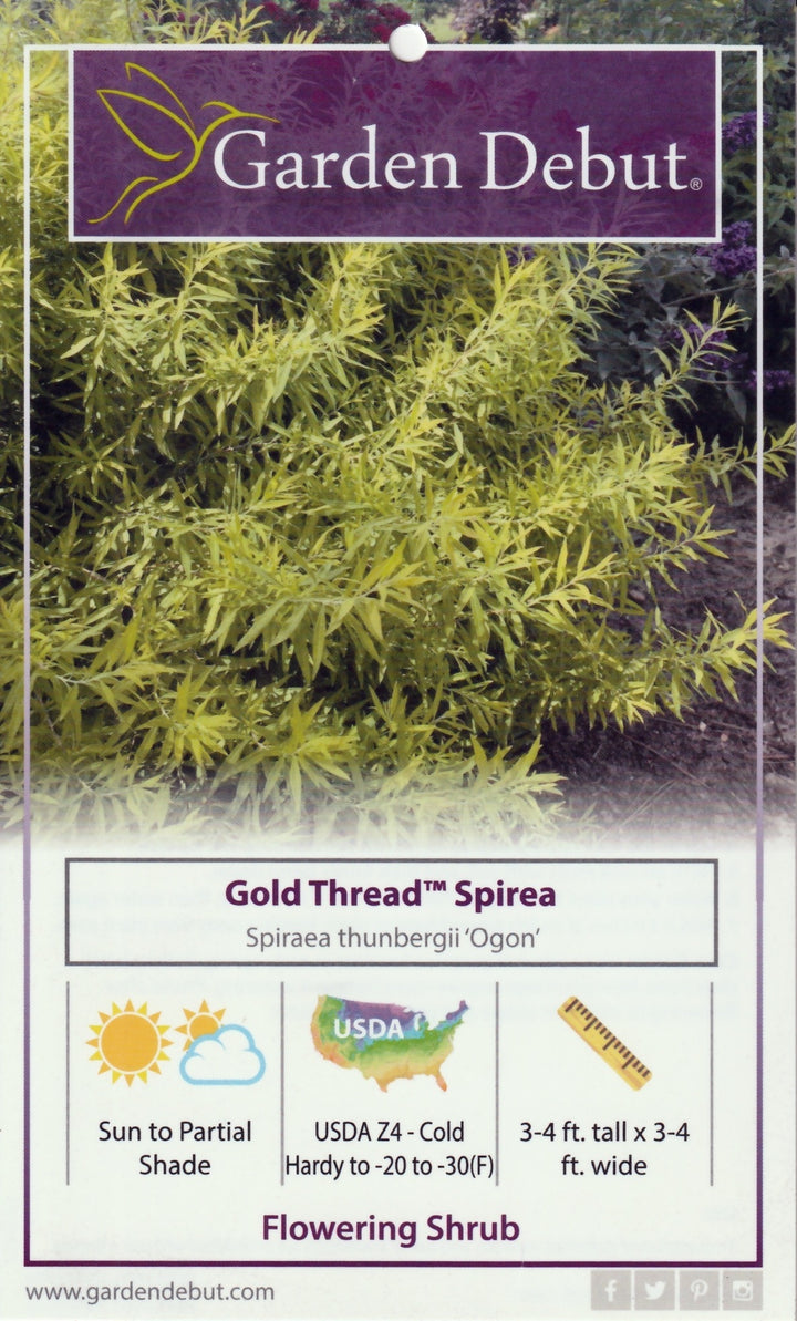 Gold Thread Spirea with fine golden foliage and white flowers